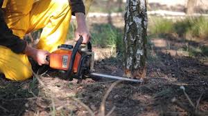 Best Emergency Tree Removal  in Linda, CA