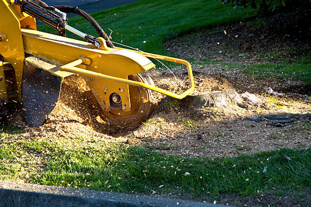 Best Lawn Grading and Leveling  in Linda, CA