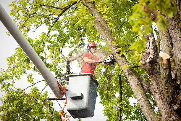 Best Hazardous Tree Removal  in Linda, CA